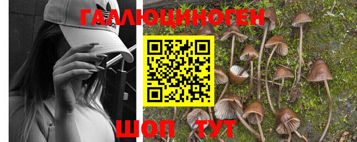 Галлюциногенные грибы MAGIC MUSHROOMS  Галлюциногенные грибы прущие грибы  Кисловодск  Вход с VPN 
