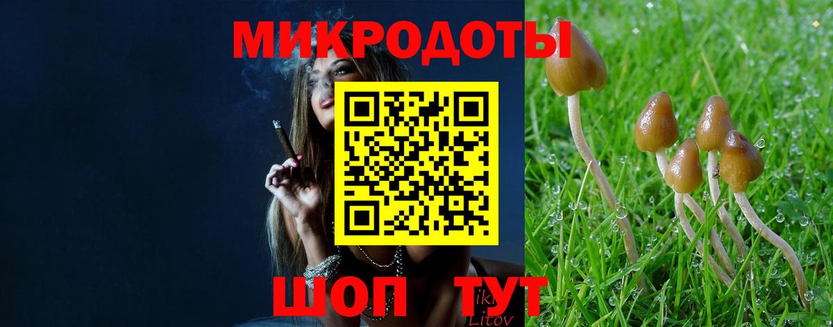 Псилоцибиновые грибы Psilocybe Кисловодск